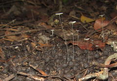 Cephalophorus natalensis natalensis