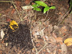 Cephalophorus natalensis natalensis