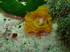 Tambja capensis