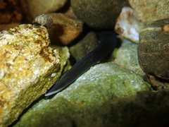 Cerebratulus