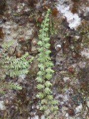 Lepidolaena clavigera