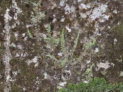 Lepidolaena clavigera