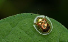 Aspidimorpha sanctaecrucis