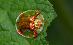 Aspidimorpha sanctaecrucis