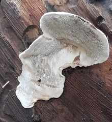 Datronia brunneoleuca