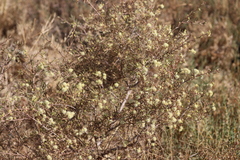 Acacia wiseana