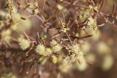 Acacia wiseana
