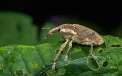 Xanthochelus