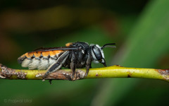 Megachile bicolor