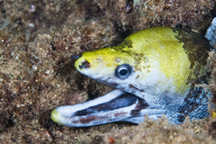 Gymnothorax rueppelliae