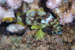 Sebastapistes coniorta