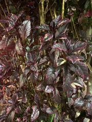 Graptophyllinae