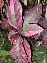 Graptophyllinae