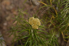 Cassinia telfordii