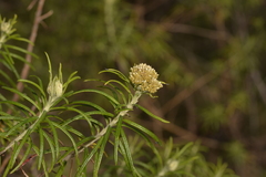 Cassinia telfordii