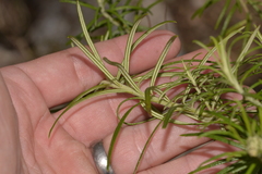 Cassinia telfordii