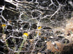 Stegodyphus dumicola