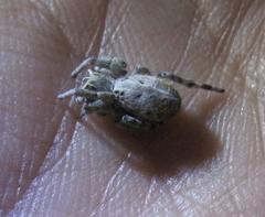 Stegodyphus dumicola