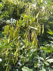 Derris scandens