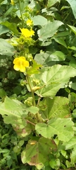 Abutilon indicum