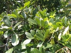 Derris scandens