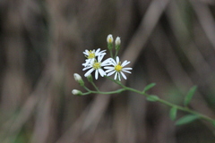 Aster ageratoides scaberulus