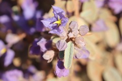 Seringia integrifolia