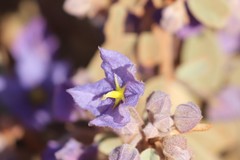 Seringia integrifolia