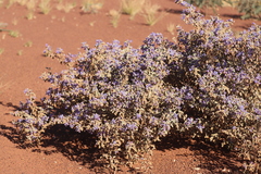 Seringia integrifolia