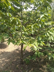 Huberantha cerasoides