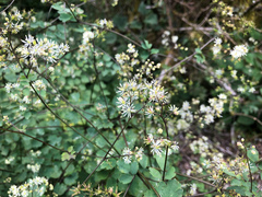 Thalictrum urbainii