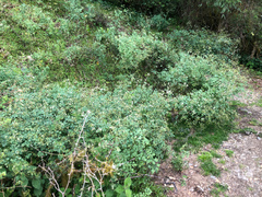 Thalictrum urbainii