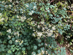 Thalictrum urbainii