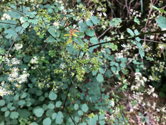 Thalictrum urbainii