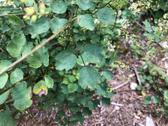 Thalictrum urbainii