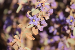 Seringia integrifolia