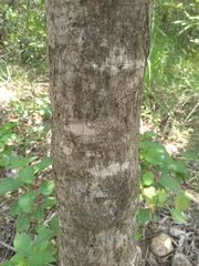 Huberantha cerasoides