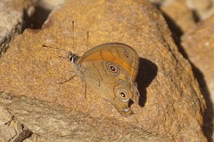 Hypocysta euphemia