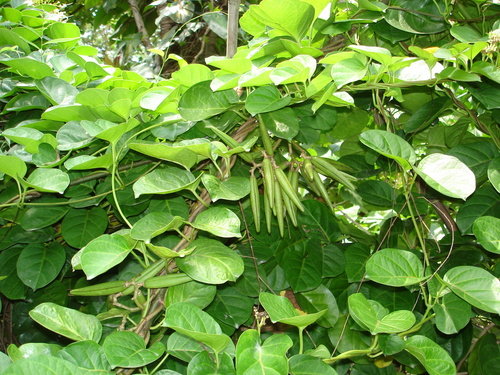 Image of Parsonsia alboflavescens by (c) Cheongweei Gan, some rights reserved (CC BY)