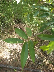 Huberantha cerasoides