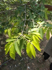 Huberantha cerasoides