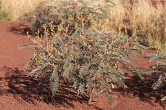 Senna notabilis
