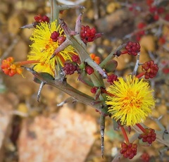 Acacia deficiens