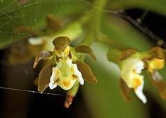 Plectorrhiza tridentata