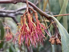 Amyema pendula pendula