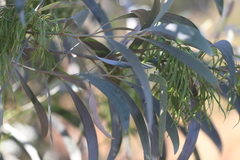 Acacia colei