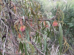 Amyema pendula pendula