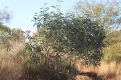 Acacia colei