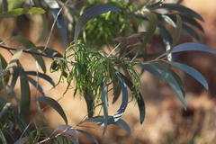 Acacia colei