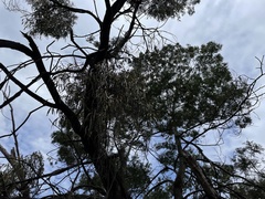 Amyema pendula pendula